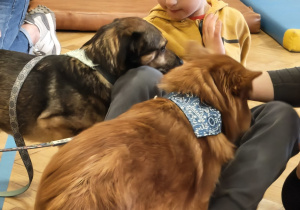 Dwa psy bawia się z chłopcem na podłodze