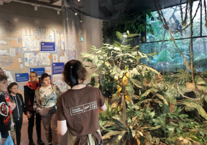 Uczniowie oglądaja krzew kakaowca